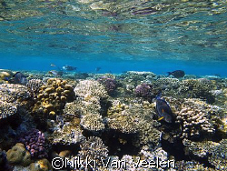 Rich hard coral growth taken at Ras Umm Sid while snorkel... by Nikki Van Veelen 
